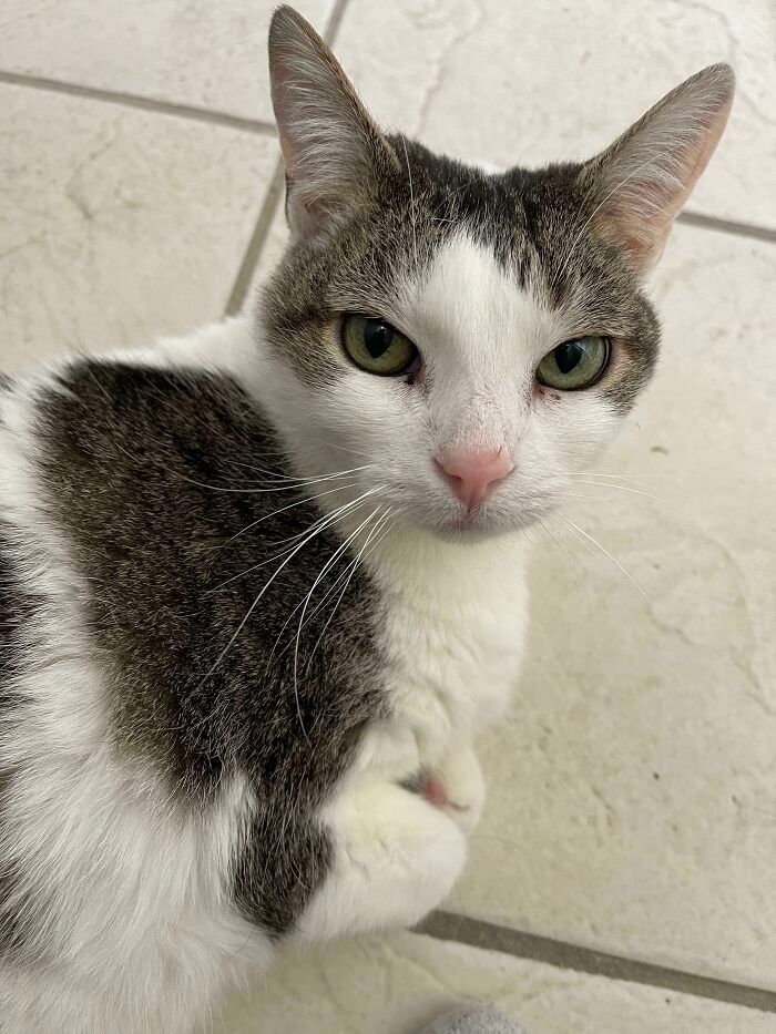 44 fotos do mês de abril de bichinhos adotado 6