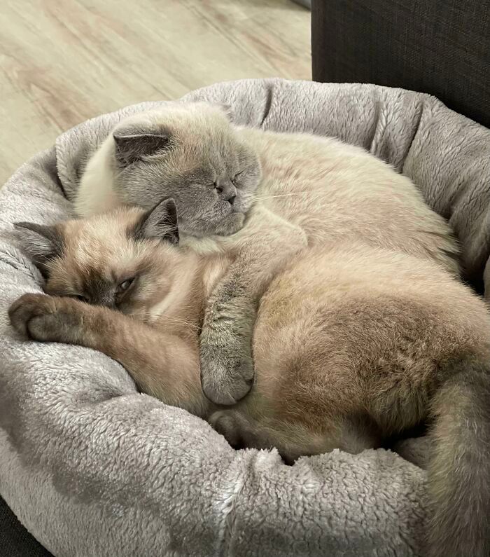 44 fotos do mês de abril de bichinhos adotado 7