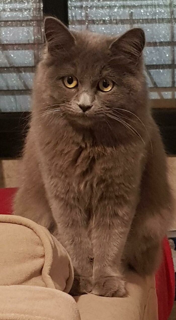 44 fotos do mês de abril de bichinhos adotado 8