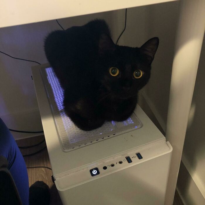 44 fotos do mês de abril de bichinhos adotado 10