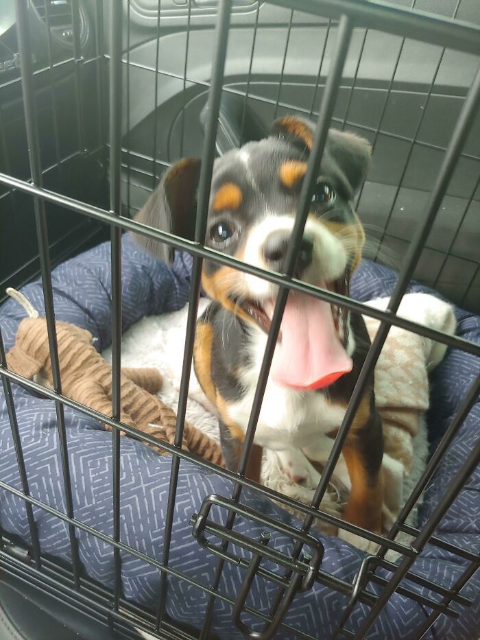 44 fotos do mês de abril de bichinhos adotado 11