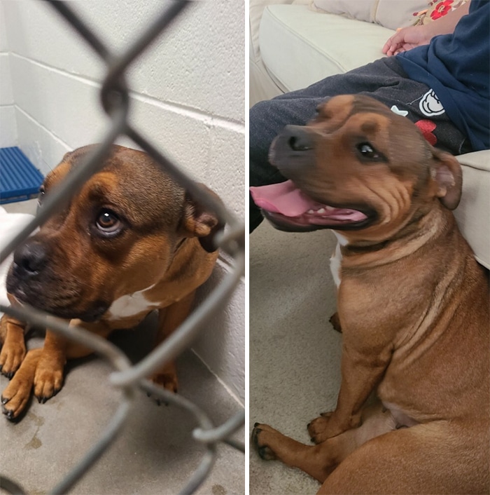 44 fotos do mês de abril de bichinhos adotado 12