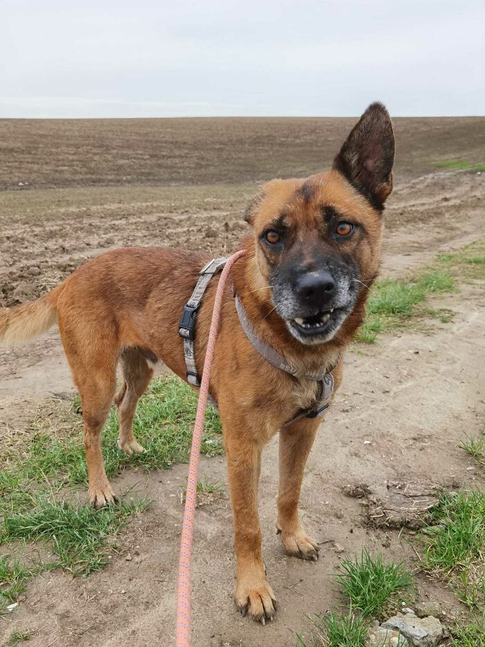 44 fotos do mês de abril de bichinhos adotado 13