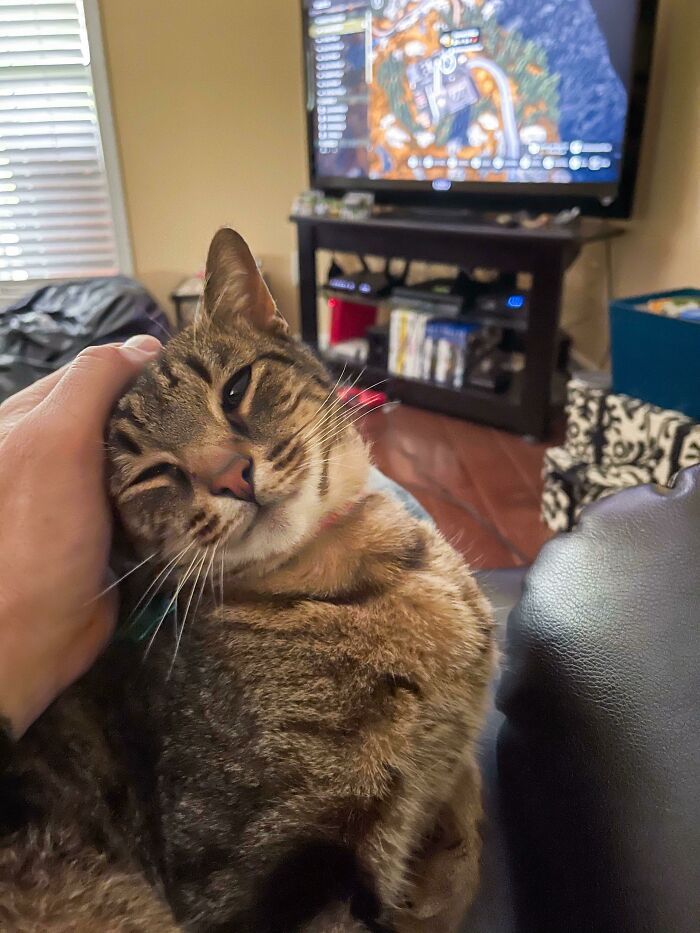 44 fotos do mês de abril de bichinhos adotado 16