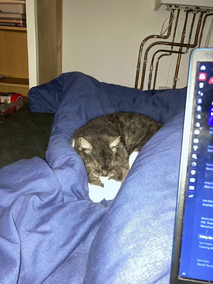 44 fotos do mês de abril de bichinhos adotado 17