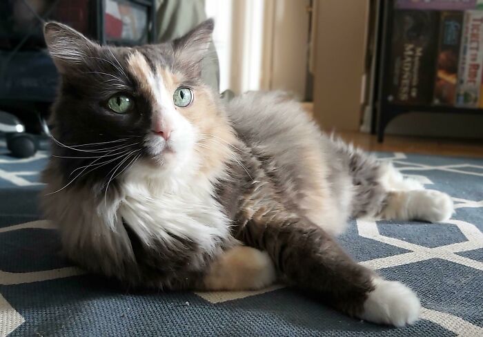 44 fotos do mês de abril de bichinhos adotado 18