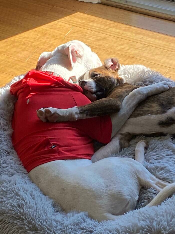 44 fotos do mês de abril de bichinhos adotado 20