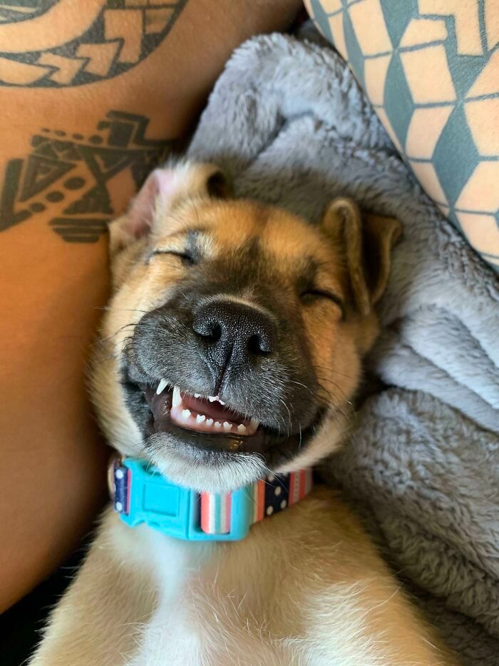 44 fotos do mês de abril de bichinhos adotado 21