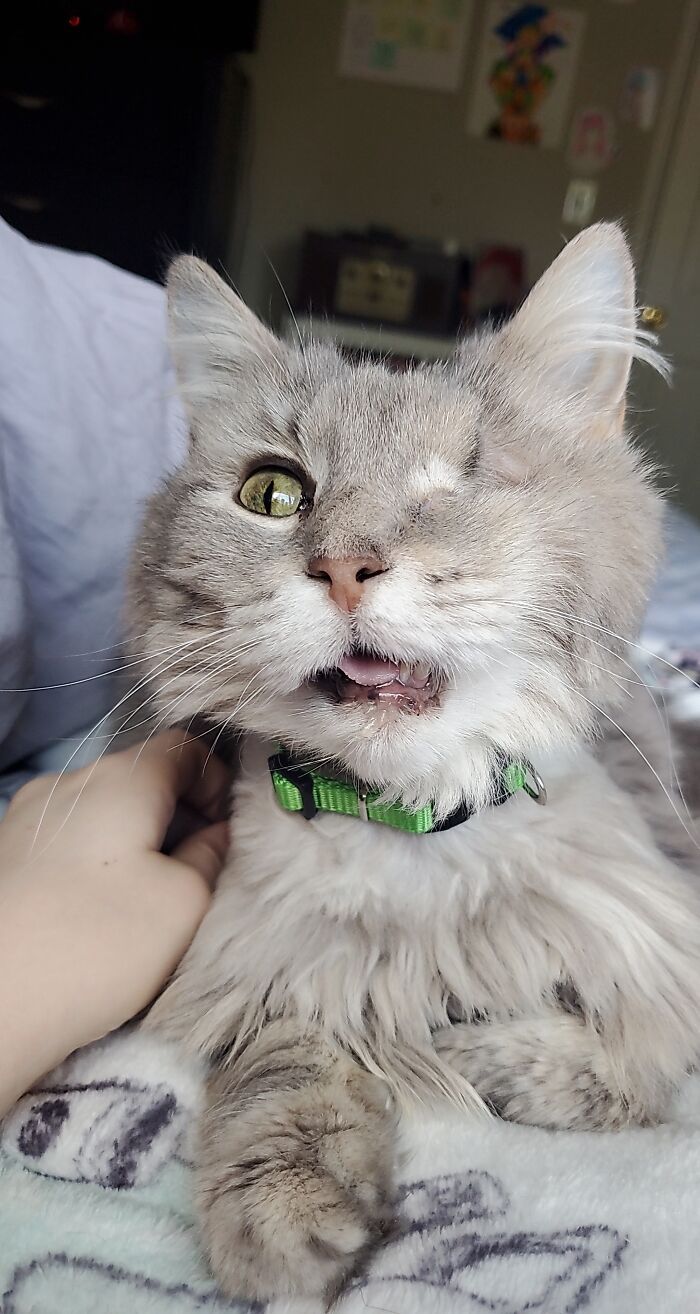 44 fotos do mês de abril de bichinhos adotado 22