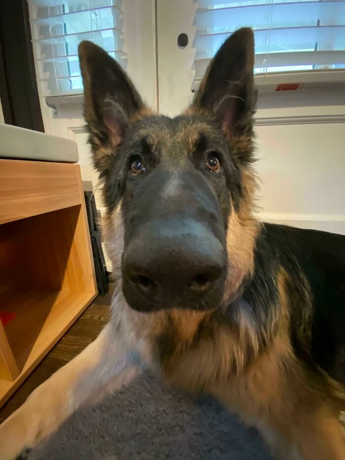 44 fotos do mês de abril de bichinhos adotado 23