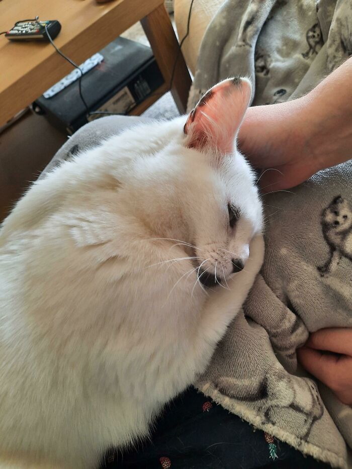 44 fotos do mês de abril de bichinhos adotado 24