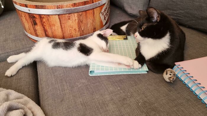 44 fotos do mês de abril de bichinhos adotado 25