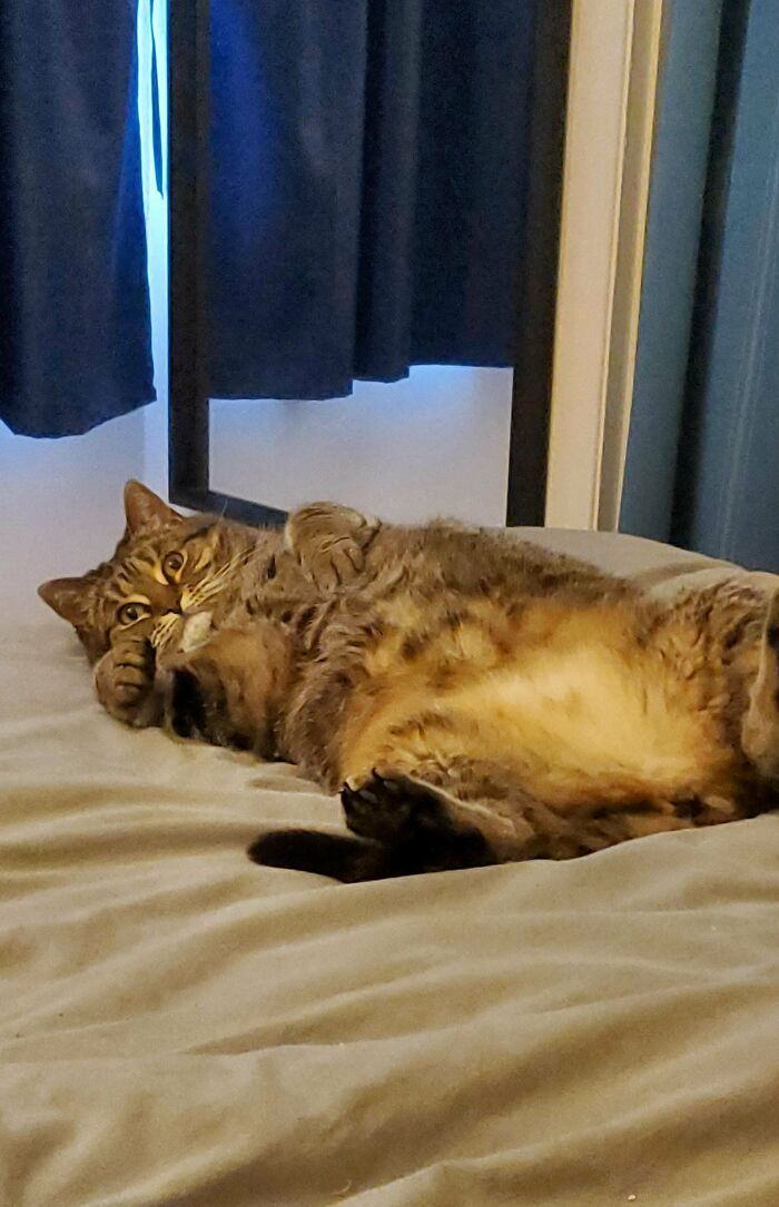 44 fotos do mês de abril de bichinhos adotado 26