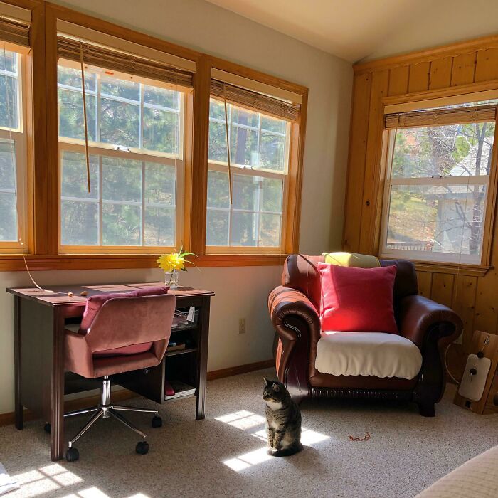 44 fotos do mês de abril de bichinhos adotado 33