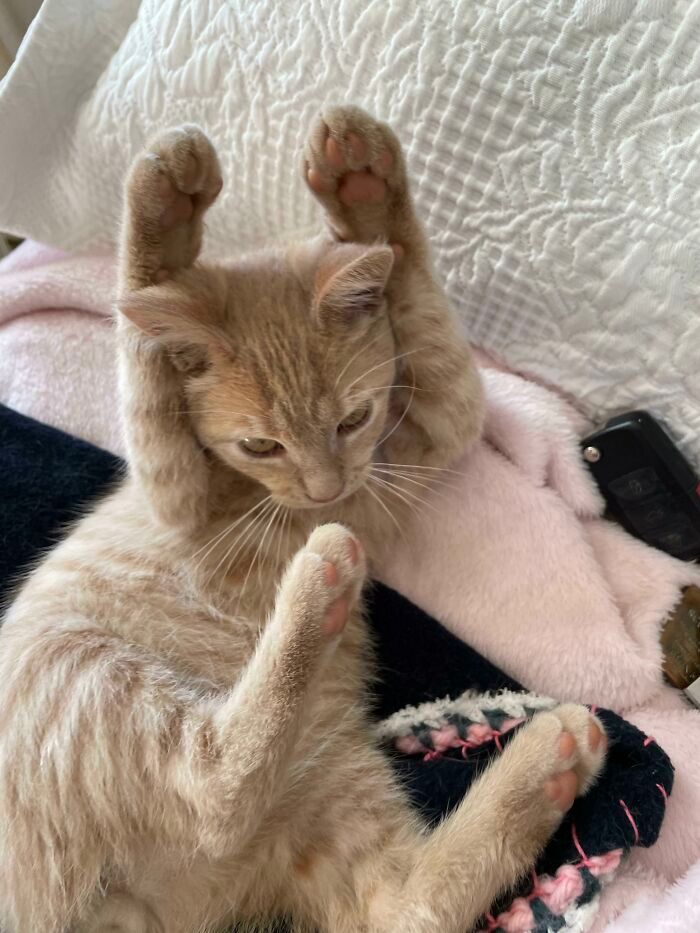 44 fotos do mês de abril de bichinhos adotado 34