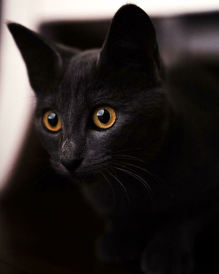 44 fotos do mês de abril de bichinhos adotado 36