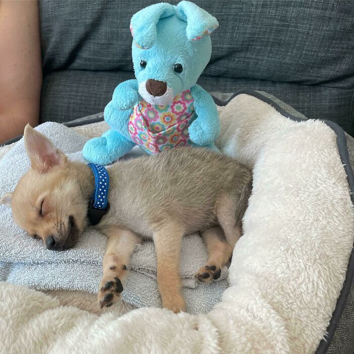 44 fotos do mês de abril de bichinhos adotado 37