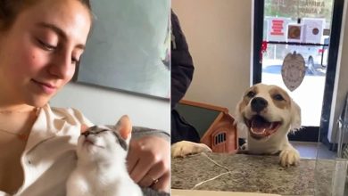 44 fotos do mês de abril de bichinhos adotado 10