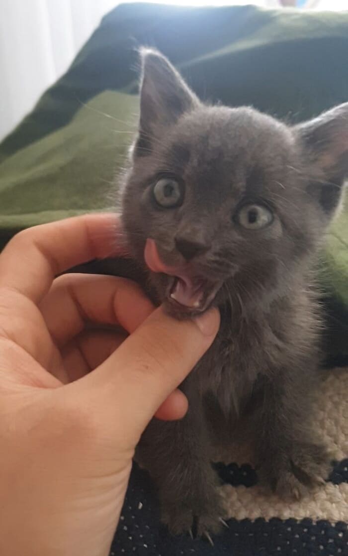 44 fotos do mês de abril de bichinhos adotado 43