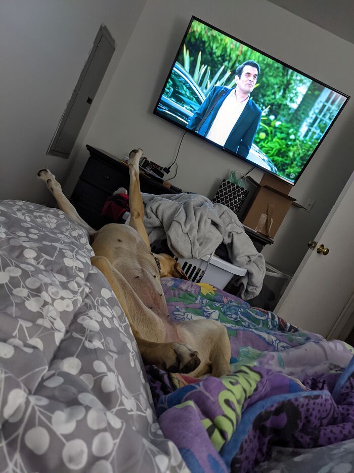 44 fotos do mês de abril de bichinhos adotado 44