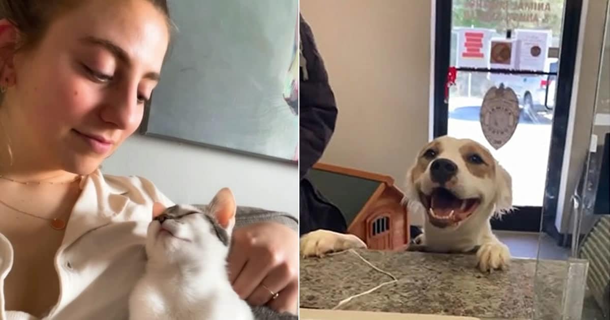 44 fotos do mês de abril de bichinhos adotado