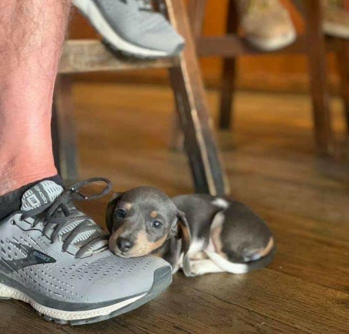 20 fotos que vão fazer você sorrir o dia inteiro 2