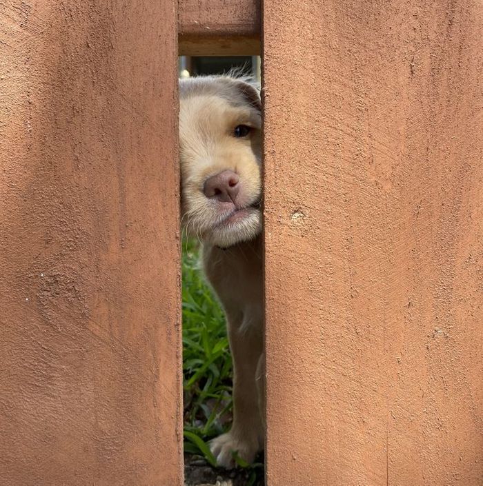 20 fotos que vão fazer você sorrir o dia inteiro 3