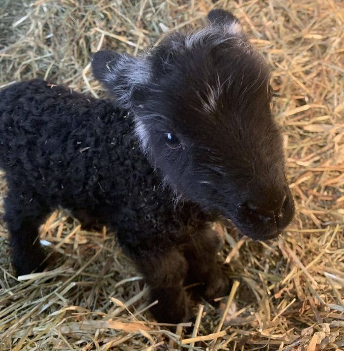 20 fotos que vão fazer você sorrir o dia inteiro 6