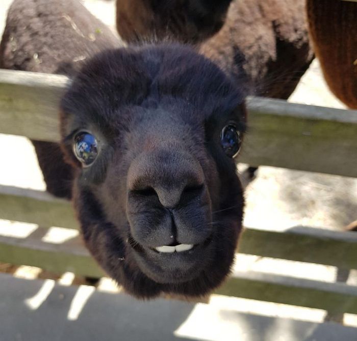 20 fotos que vão fazer você sorrir o dia inteiro 11