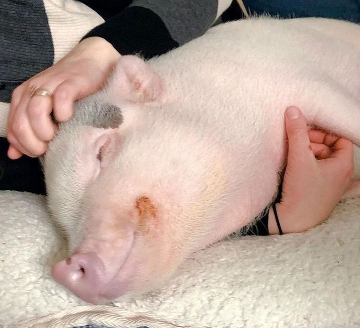 20 fotos que vão fazer você sorrir o dia inteiro 14