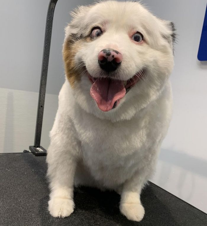 20 fotos que vão fazer você sorrir o dia inteiro 16