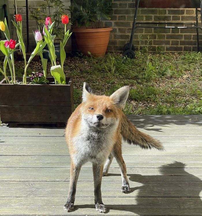 20 fotos que vão fazer você sorrir o dia inteiro 17