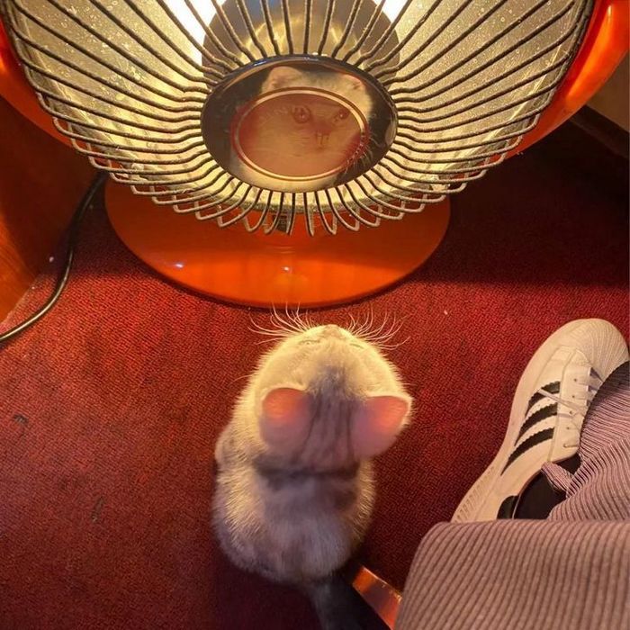 20 fotos que vão fazer você sorrir o dia inteiro 19