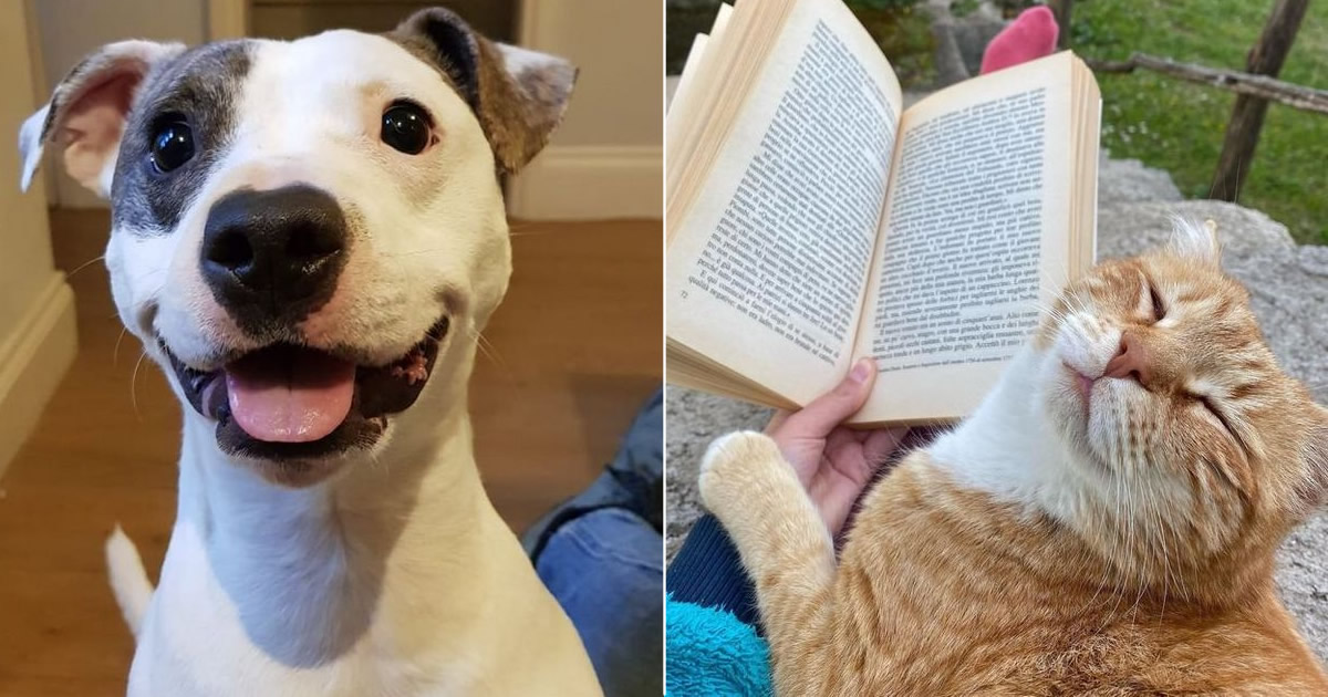 20 fotos que vão fazer você sorrir o dia inteiro