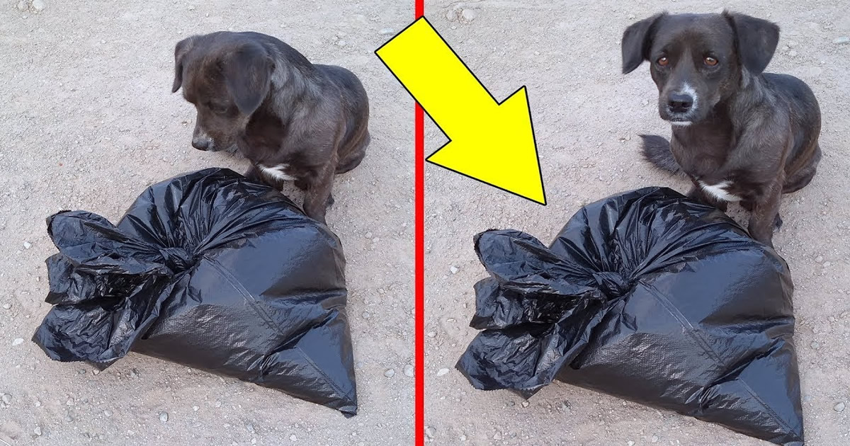 As 2 histórias de cachorros incríveis