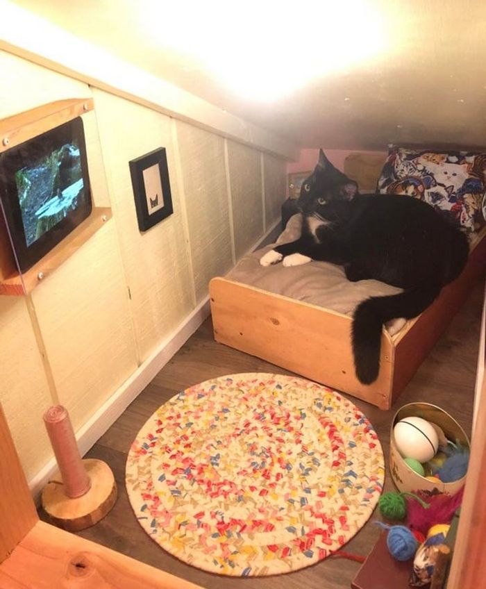 16 seres humanos amorosos que não têm limites para mimar seus animais de estimação 1