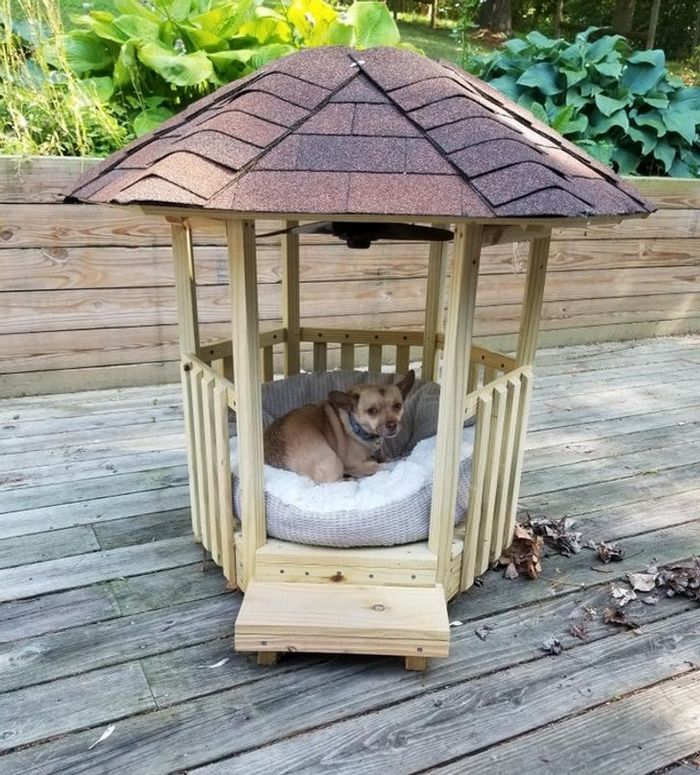 16 seres humanos amorosos que não têm limites para mimar seus animais de estimação 5