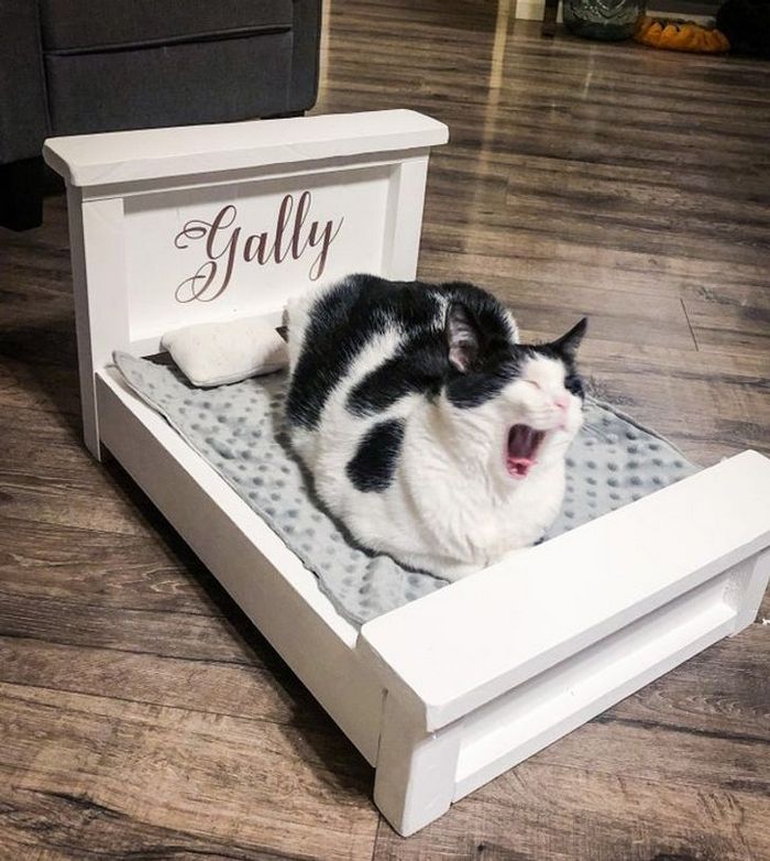 16 seres humanos amorosos que não têm limites para mimar seus animais de estimação 6