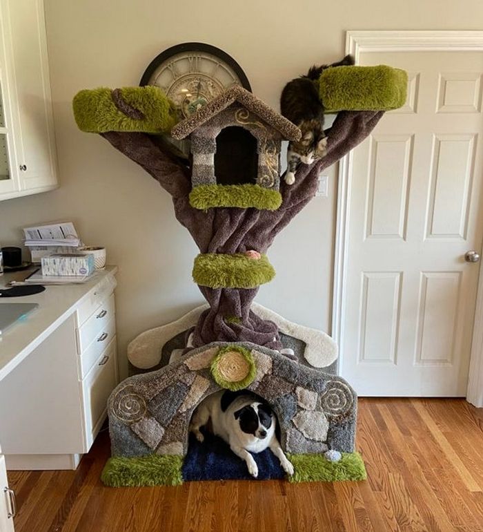 16 seres humanos amorosos que não têm limites para mimar seus animais de estimação 9