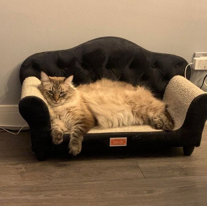 16 seres humanos amorosos que não têm limites para mimar seus animais de estimação 10