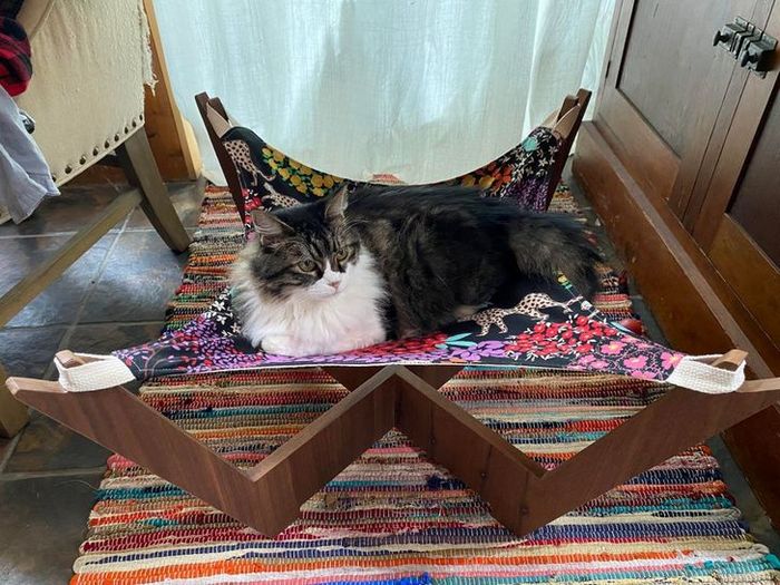 16 seres humanos amorosos que não têm limites para mimar seus animais de estimação 11