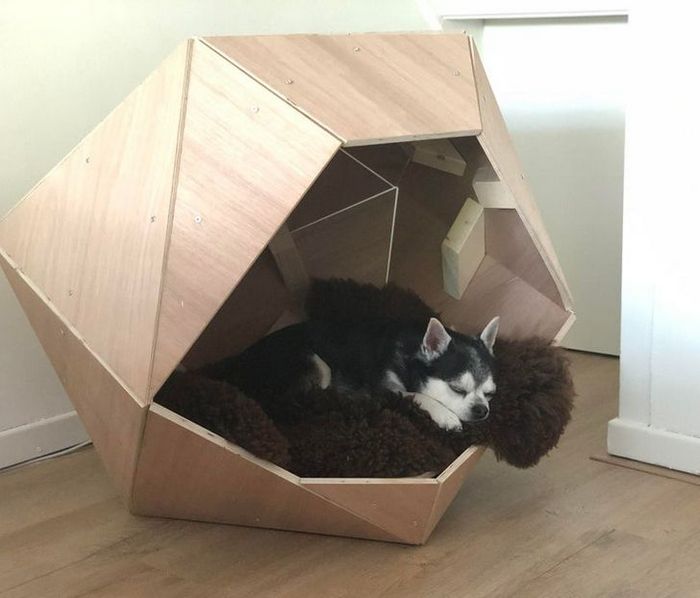 16 seres humanos amorosos que não têm limites para mimar seus animais de estimação 13