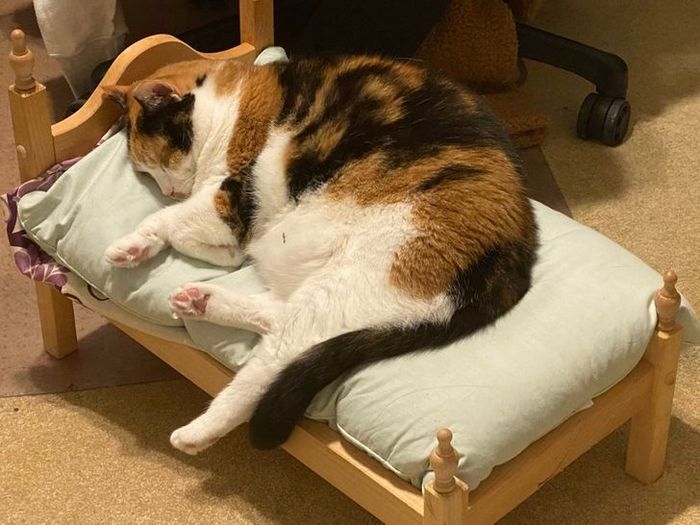 16 seres humanos amorosos que não têm limites para mimar seus animais de estimação 14