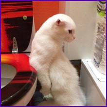 Você sabia que alguns gatos gostam de fazer cocô em pé?