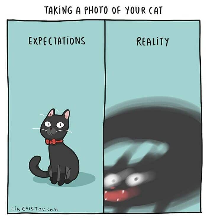 Artista ilustra momentos hilariantes na vida de cada proprietário de gato (35 fotos) 32