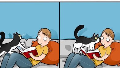 Artista ilustra momentos hilariantes na vida de cada proprietário de gato (35 fotos) 35