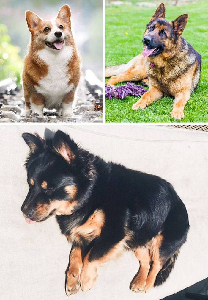 17 cachorros híbridos que dão um show de beleza e fofura 1 17 cachorros híbridos que dão um show de beleza e fofura 1