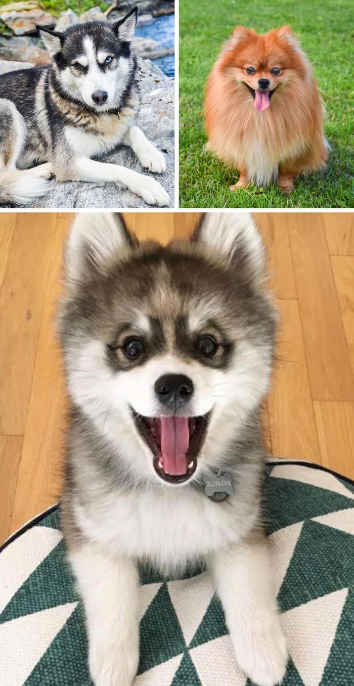 17 cachorros híbridos que dão um show de beleza e fofura 2 17 cachorros híbridos que dão um show de beleza e fofura 2