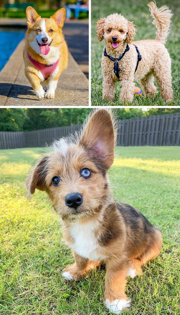 17 cachorros híbridos que dão um show de beleza e fofura 3 17 cachorros híbridos que dão um show de beleza e fofura 3