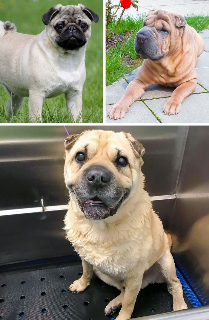 17 cachorros híbridos que dão um show de beleza e fofura 4 17 cachorros híbridos que dão um show de beleza e fofura 4